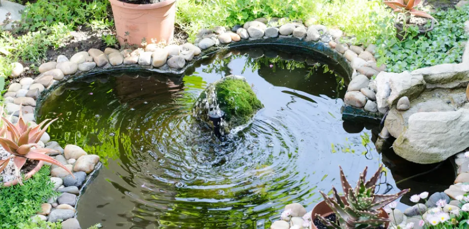Pond Building Pond Building
